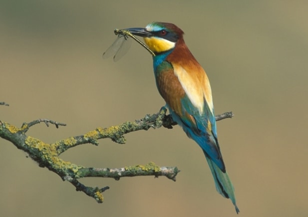 Observación de aves en Teruel Abejaruco europeo